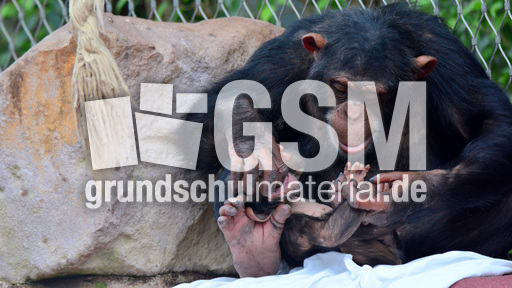 Schimpanse_1 (13).jpg